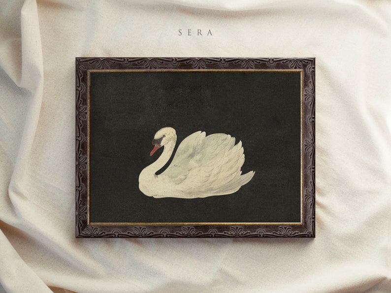 Framed Vintage Print, Black Swan Art, Vintage Art Framed, Antique illustration, Nursery Prints, Vintage Decor, Housewarming Gift 15 SERA