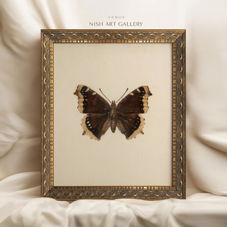 May include: A framed print of a brown and white butterfly with a gold frame. The frame has a decorative pattern around the edge. The print is titled "Venus" and "Nish Art Gallery".