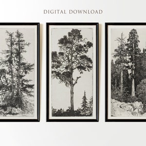 May include: Three black and white framed prints of trees. The prints are in a minimalist style and feature a single tree in the center of each frame. The trees are all different species and are depicted in a realistic style. The frames are black and have a simple design. The prints are a great way to add a touch of nature to any room.