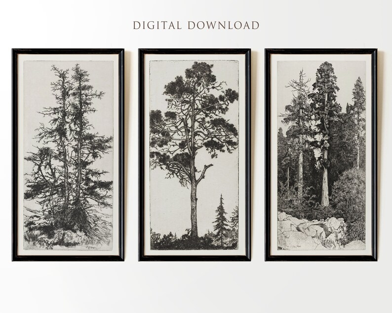 May include: Three black and white framed prints of trees. The prints are in a minimalist style and feature a single tree in the center of each frame. The trees are all different species and are depicted in a realistic style. The frames are black and have a simple design. The prints are a great way to add a touch of nature to any room.