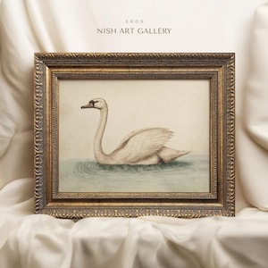 Framed White Swan Vintage Art Print: Animal Wall Decor #198