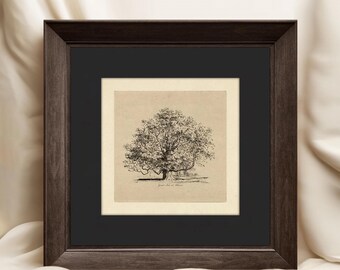 Tree Sketch Art Print: Gold Frame, Black Mat, Vintage Forest