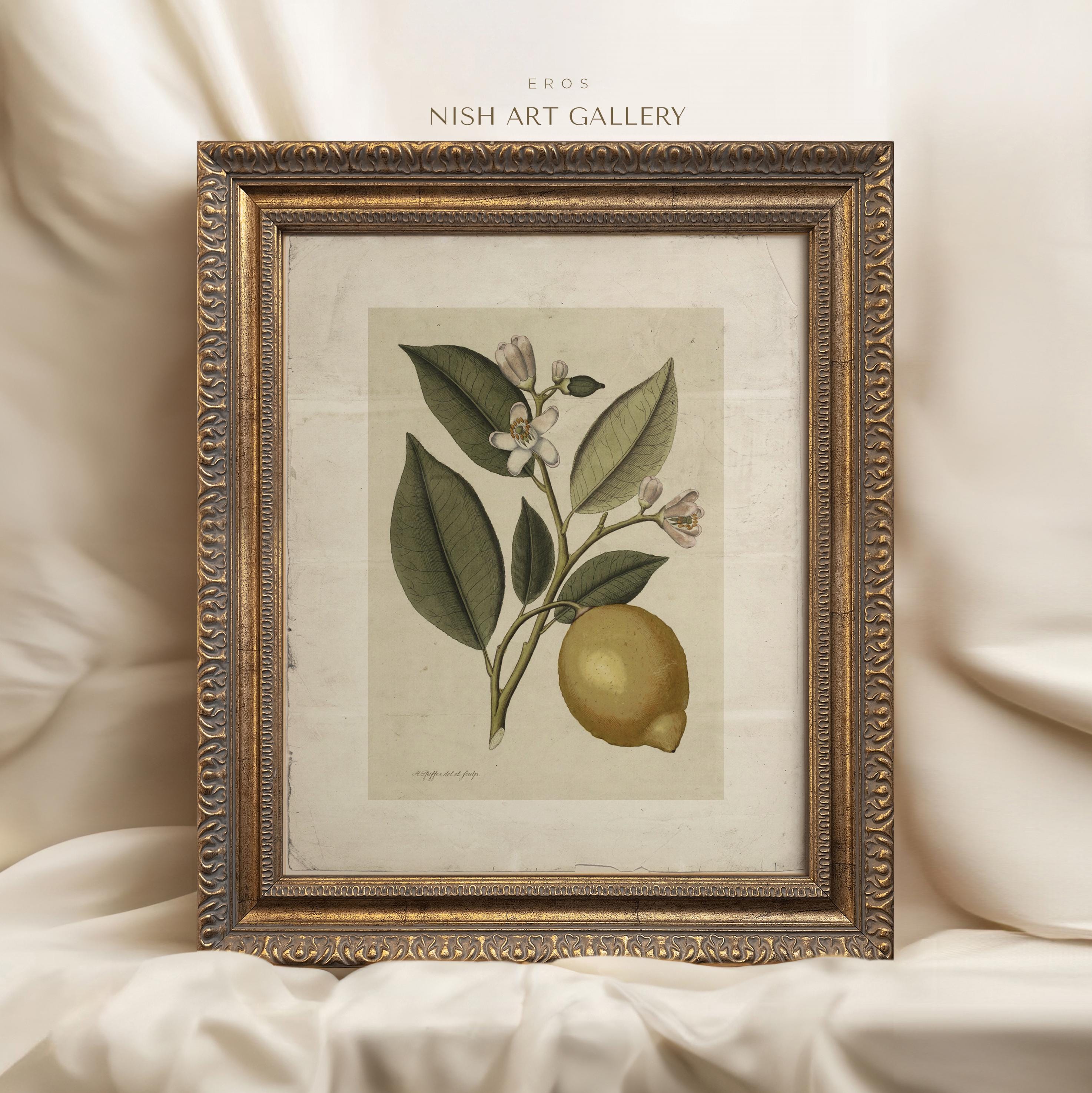 Vintage Lemon Botanical Print: Antique Citrus Illustration, Rustic ...