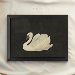 Framed Vintage Print, Black Swan Art, Vintage Art Framed, Antique illustration, Nursery Prints, Vintage Decor, Housewarming Gift 15 MAYA