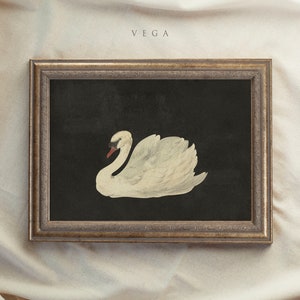 Framed Vintage Print, Black Swan Art, Vintage Art Framed, Antique illustration, Nursery Prints, Vintage Decor, Housewarming Gift 15 VEGA