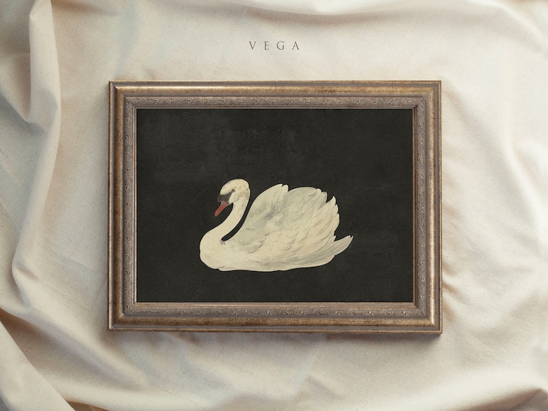 Framed Vintage Print, Black Swan Art, Vintage Art Framed, Antique illustration, Nursery Prints, Vintage Decor, Housewarming Gift 15 image 10