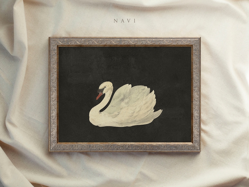 Framed Vintage Print, Black Swan Art, Vintage Art Framed, Antique illustration, Nursery Prints, Vintage Decor, Housewarming Gift 15 NAVI