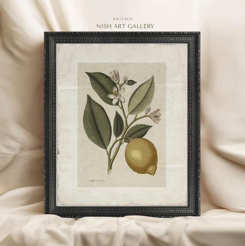 Vintage Lemon Botanical Print: Antique Citrus Illustration, Rustic ...