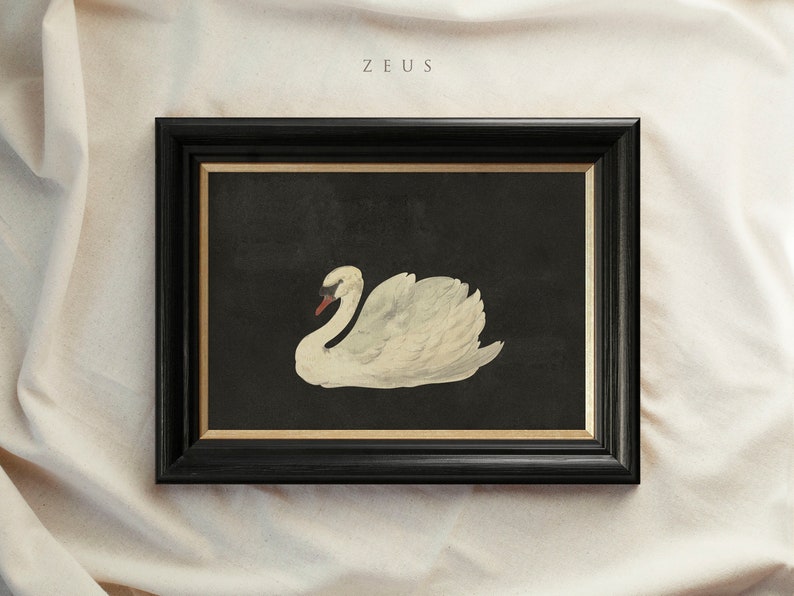 Framed Vintage Print, Black Swan Art, Vintage Art Framed, Antique illustration, Nursery Prints, Vintage Decor, Housewarming Gift 15 ZEUS