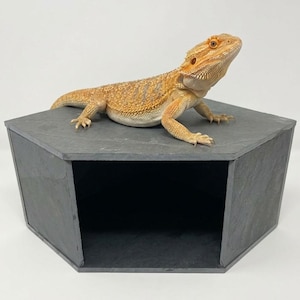 May include: A bearded dragon with orange and tan scales resting on top of a dark gray, hexagonal slate hide. The reptile has a spiky throat pouch and is positioned on the flat, textured surface of the stone structure, which features an open front.
