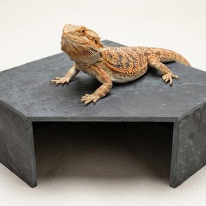 May include: A bearded dragon with orange and brown scales resting on top of a dark gray, flat-topped, pentagonal stone-like basking platform. The platform features a hollow, open-fronted design that creates a cave-like space underneath the surface.