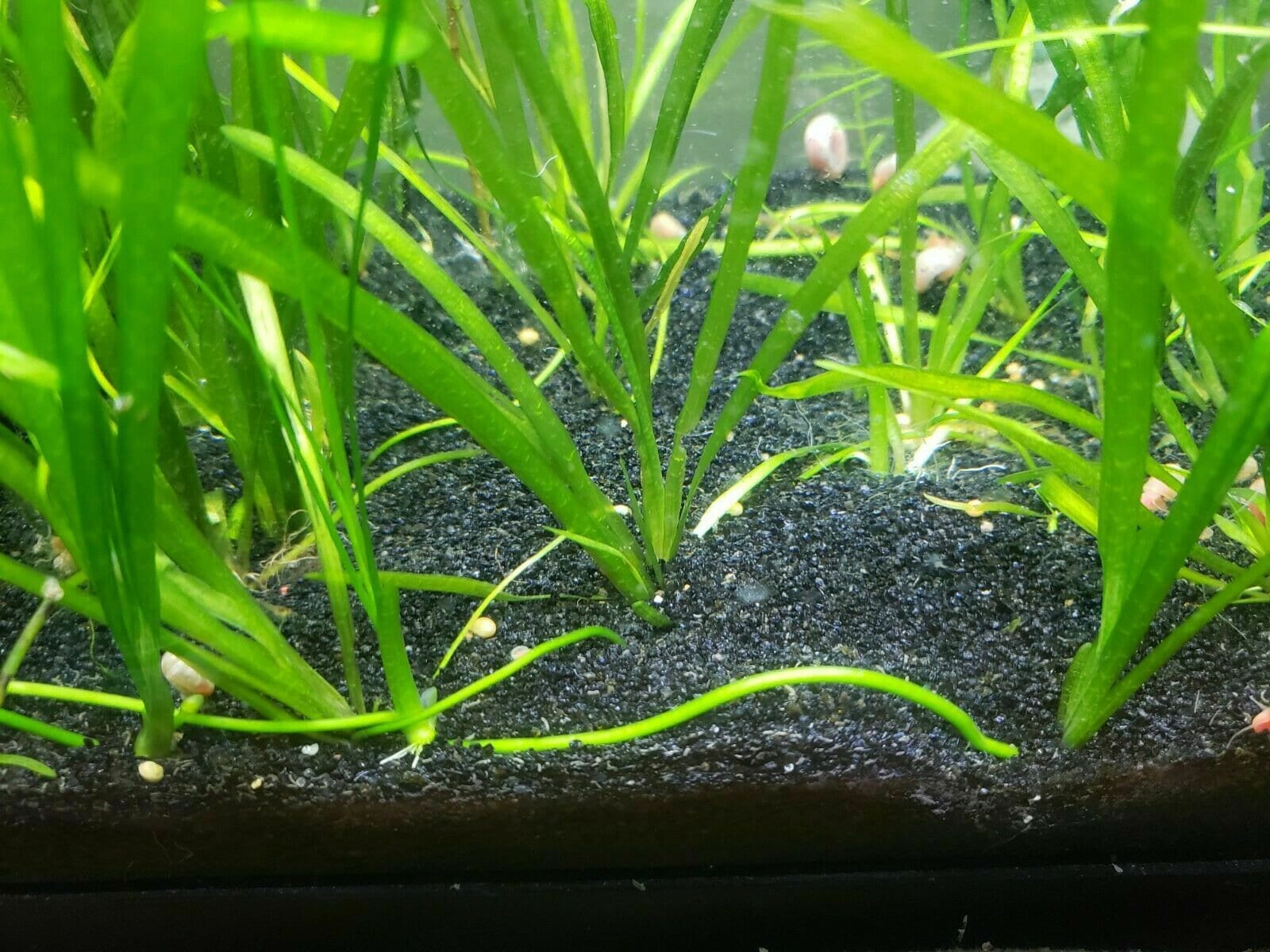 Black Aquarium Substrate - Medium Sand - 10lbs 25lbs 35lbs 45lbs - Etsy
