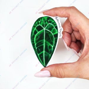 Anthurium Forgetii Sticker | Plant Sticker, Vinyl Sticker, Water Bottle Sticker