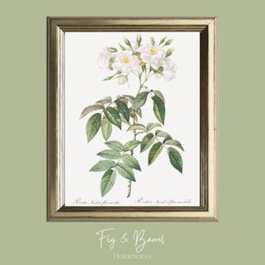 Vintage Cream Floral Painting / Musk Rose / Neutral Botanical Print / Soft Neutral Vintage Decor / Modern Country Wall Art Home Decor