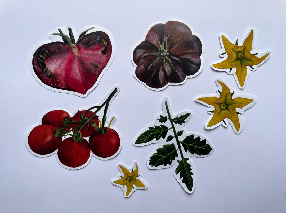 Tomato Sticker Rwards Watercolor Tomato Stickers – Botanical Vegetable Stickers - Etsy