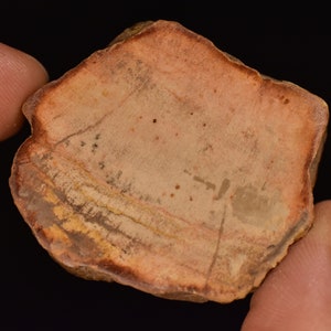 PETRIFIED WOOD Slab 4.5cm 32g Natürlicher polierter Scheibenstein