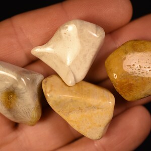 May include: Four polished, tumbled stones with smooth, glossy surfaces. The stones display varied earthy tones including cream, beige, and golden yellow, featuring intricate, natural fossilised patterns and textures visible within the mineral structure.