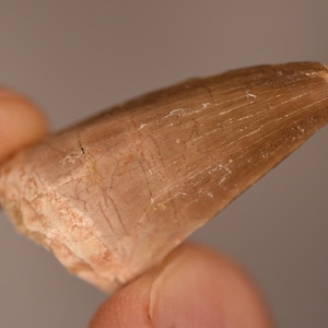 MOSASAURUS TOOTH Fossil 3.5cm 6.5g Dinosaur Genuine