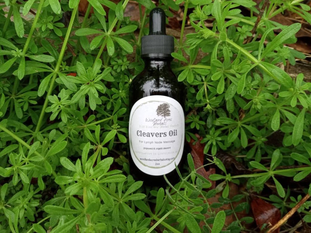 Cleavers Oil/ Lymph Massage Oil/ Herbal Oil for Swollen Glands