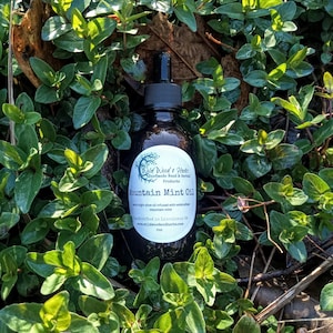 Wildcrafted Mountain Mint Infused Olive Oil: Herbal Perfume & Soapmaking (2oz)