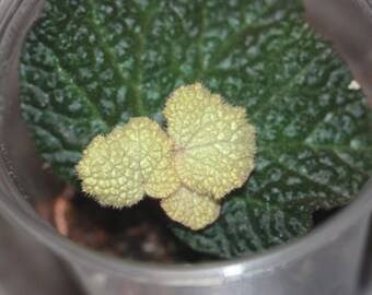 Begonia soli-mutata variegata