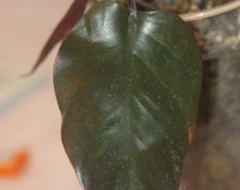 Philodendron Cardinal Noir 'Marbre'