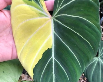 Philodendron gloriosum très panaché, bâton humide