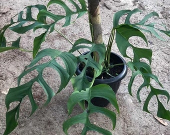 Monstera Obliqua "Bahia" new sp. from Brazil