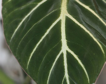 Taille de Philodendron gloriosum variegata avec une nouvelle croissance