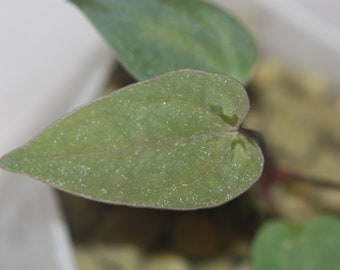 Anthurium papillilaminum Ralph Lynam - très rare