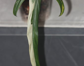 Philodendron palaroense albo variegata - wetstick estremamente raro