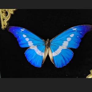Morpho Rhetenor Helena - Etsy