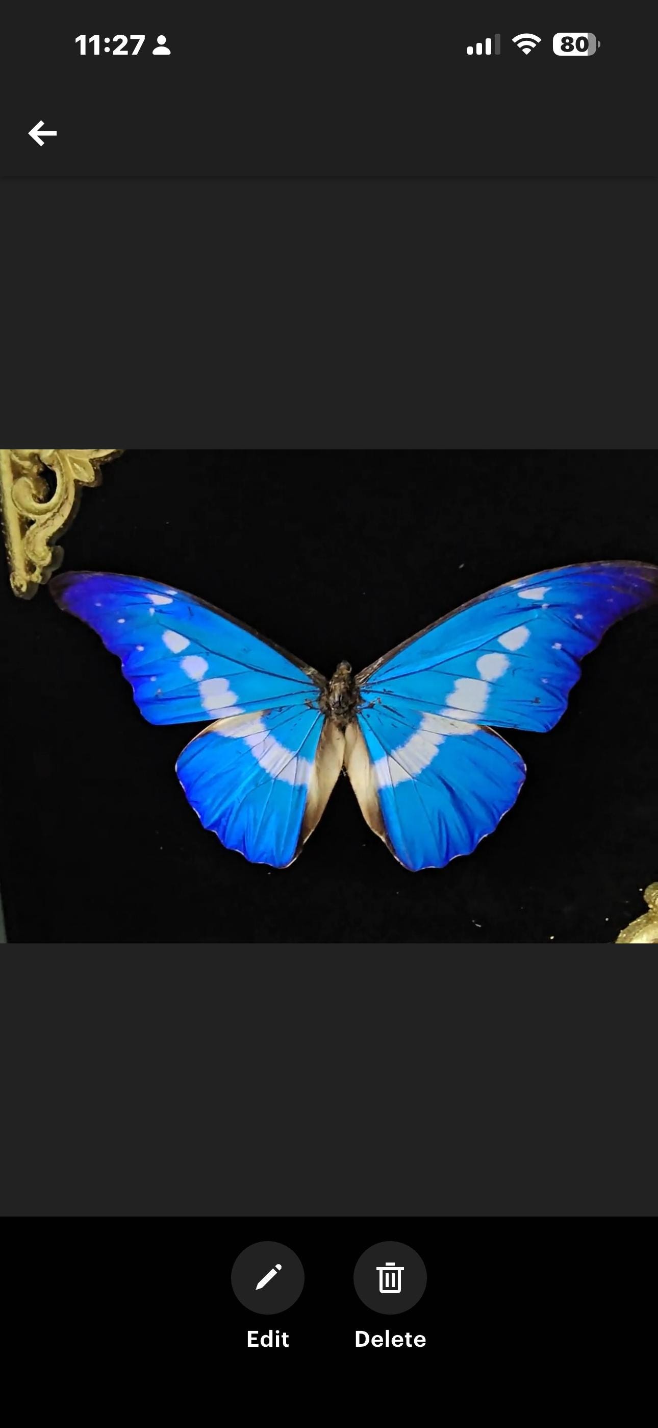 Morpho Helena - Etsy Canada