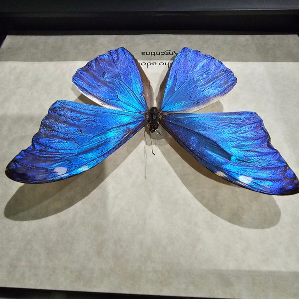 Real Morpho adonis Butterfly Black Framed