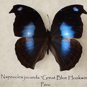 May include: A mounted specimen of a Great Blue Hookwing butterfly, featuring black wings with iridescent blue patches. The butterfly's scientific name and origin, Peru, are printed below.