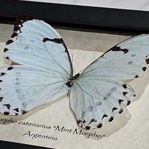 Morpho catenarius - Etsy 日本