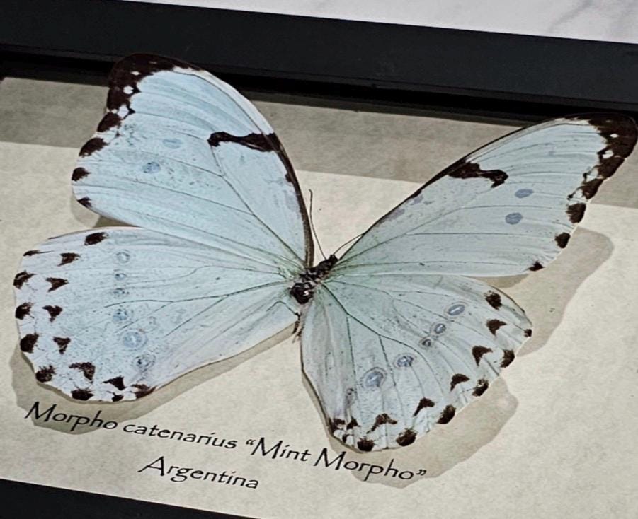 Morpho catenarius - Etsy 日本