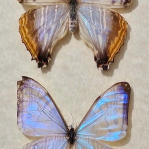 Par de mariposas holográficas Morpho sulkowskyi MUY RARO - Exhibido en un elegante marco negro