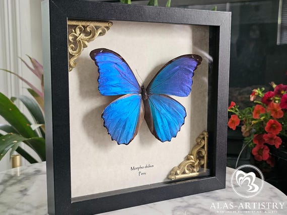 Elegant Real Morpho Didius XL Giant Blue Morpho Taxidermy Art With