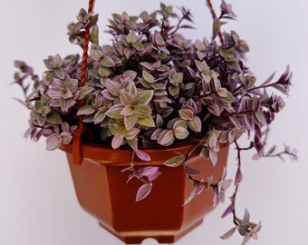 Tradescantia 'Pink Panther' - Hanging Basket - Very Full Plant