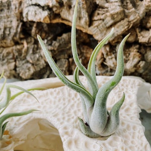 Tillandsia Caput Medusae - Medusae Airplant