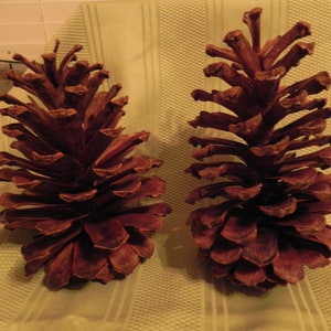 Extra Large Long Leaf Pine Cones Home Decor Crafting