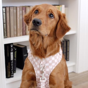 May include: A golden retriever wearing a pink and white checkered dog harness and leash. The dog is sitting in front of a white bookshelf filled with books. The harness has a silver metal clasp.