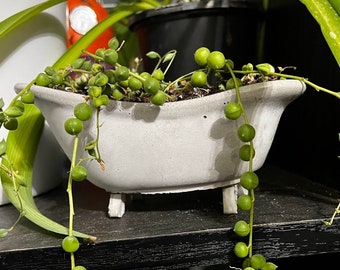 Bathtub Pot | Planter| Succulent| Cactus | String of Pearls | Pot| Cute Planter | Flower Pot | Mothers Day | Unique Garden Pot | House plant