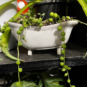 Bathtub Pot | Planter| Succulent| Cactus | String of Pearls | Pot| Cute Planter | Flower Pot | Mothers Day | Unique Garden Pot | House plant