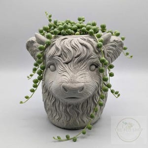 Doniczka Mossy Moo | Doniczka | Sukulent | Kaktus | Sznur pereł | Doniczka | Urocza doniczka | Doniczka | Na Dzień Matki | Krowa szkocka | Roślina doniczkowa | Miniatura