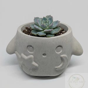 May include: A light gray concrete planter shaped like a cartoon character, with a star and crescent moon design. The planter holds a succulent with blue-green leaves. The Pot Shop logo is visible at the bottom.