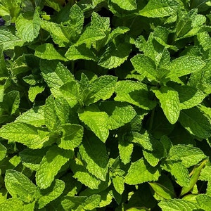 May include: Close-up of vibrant green mint leaves. The leaves are textured and have a slightly serrated edge, with visible veins. The image is well-lit, highlighting the fresh, healthy appearance of the plant. The mint is likely used for culinary or medicinal purposes.
