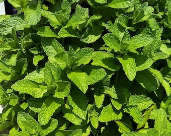 May include: Close-up of vibrant green mint leaves. The leaves are textured and have a slightly serrated edge, with visible veins. The image is well-lit, highlighting the fresh, healthy appearance of the plant. The mint is likely used for culinary or medicinal purposes.