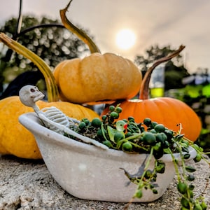 May include: A white ceramic bathtub with a skeleton sitting inside. The bathtub is surrounded by green plants and three orange pumpkins.